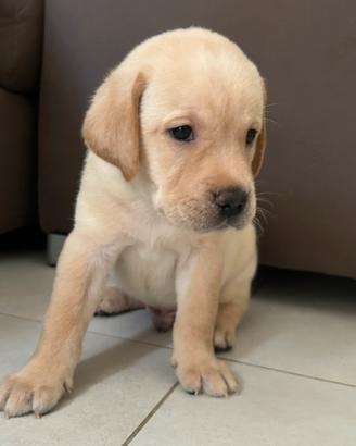 Cuccioli di Labrador
