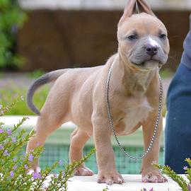 Pitbull terrier ukc Alta genealogia