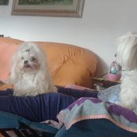 Maltese coreano X accoppiamento