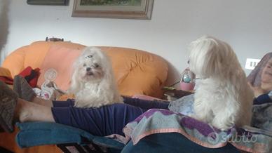 Maltese coreano X accoppiamento