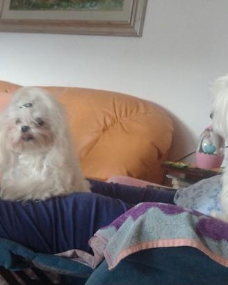 Maltese coreano X accoppiamento