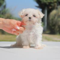 Cucciolina femmina di Maltese