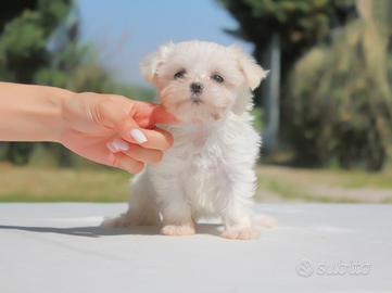 Cucciolina femmina di Maltese