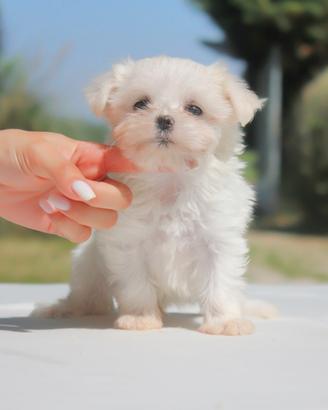 Cucciolina femmina di Maltese