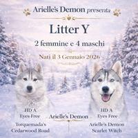 Siberian Husky, cuccioli alta generalogia