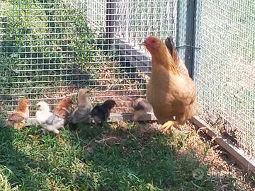 galline 