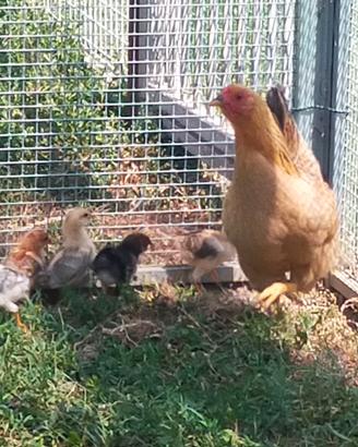 galline 