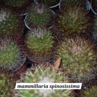 Mammillaria Spinosissima - Varie dimensioni 