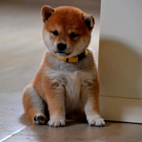 Cuccioli Shiba Inu sani ed equilibrati