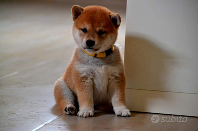 Cuccioli Shiba Inu sani ed equilibrati