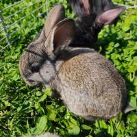 Coniglietto taglia grande