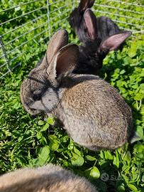 Coniglietto taglia grande