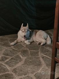 Husky