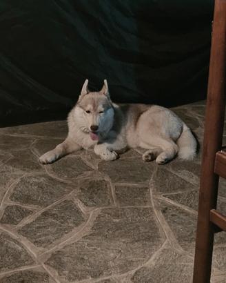 Husky