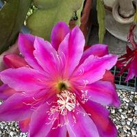 Epiphyllum orchidea gigante