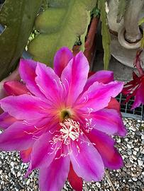 Epiphyllum orchidea gigante