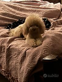 Barboncino per monta