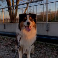 Pastore australiano disponibile per accoppiamento