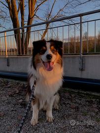 Pastore australiano disponibile per accoppiamento