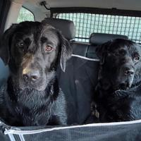 Labrador femmina 2 anni