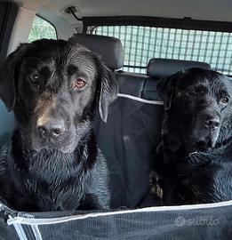 Labrador femmina 2 anni