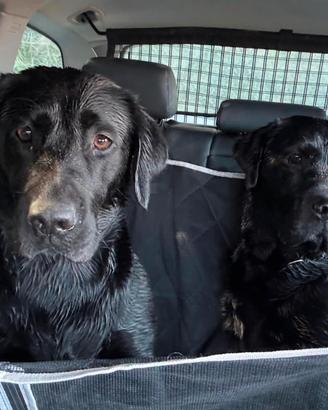 Labrador femmina 2 anni