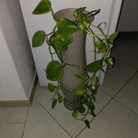 vaso in vetro con pianta vera 