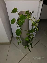 vaso in vetro con pianta vera 