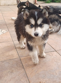 Cucciola Husky meticcia