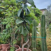 Piante da interno/esterno