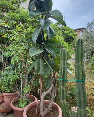 Piante da interno/esterno