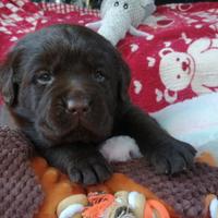 2 femminucce disponibili dal 5 Gennaio 2026