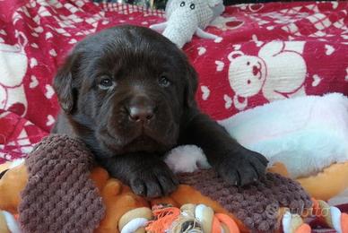 2 femminucce disponibili dal 5 Gennaio 2026