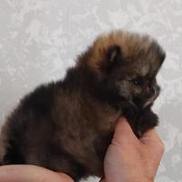 Cucciola volpino Pomerania