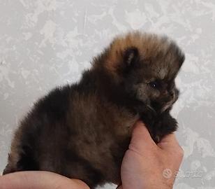 Cucciola volpino Pomerania