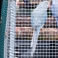 Parrocchetto dal collare