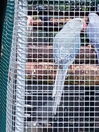 Parrocchetto dal collare