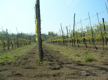 Fabbricati rurali e terreno in Pozzuoli (NA)