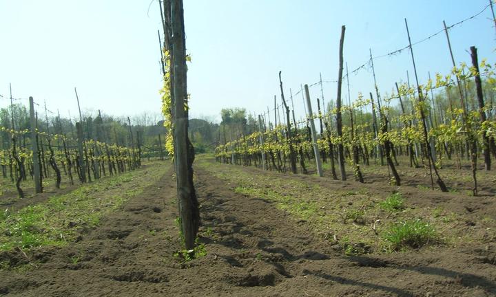 Fabbricati rurali e terreno in Pozzuoli (NA)