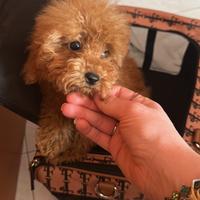 Barboncino toy maschio con pedigree enci