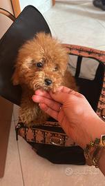 Barboncino toy maschio con pedigree enci