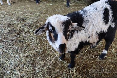 Agnelli pecore Krainer Steinschaf-Plezzane