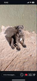 Cane corso