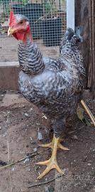 Galline amrok e collo nudo