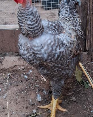 Galline amrok e collo nudo