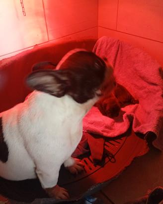 bulldog francese  con pedigree 