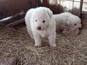 Pastore maremmano abruzzese