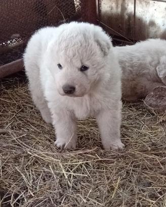 Pastore maremmano abruzzese
