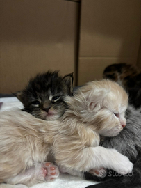 Cuccioli di Maine coon con pedigree da compagnia