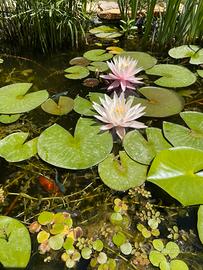 Piante acquatiche per acquari e laghetti